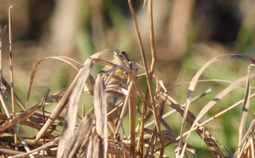 LeConte's Sparrow - ML138170481