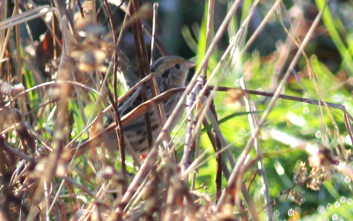 LeConte's Sparrow - Kevin McGowan