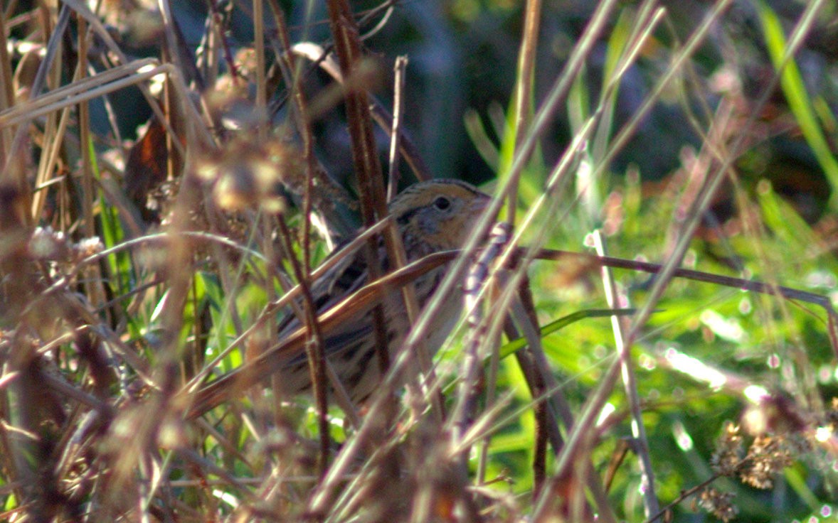 LeConte's Sparrow - Kevin McGowan