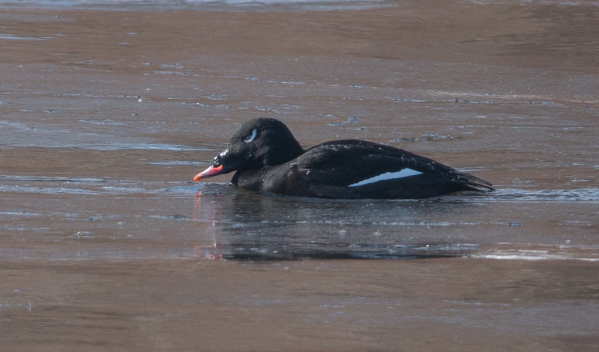 White-winged Scoter - ML138171511