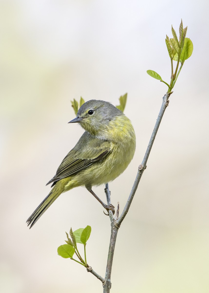 Orange-crowned Warbler - ML138172021