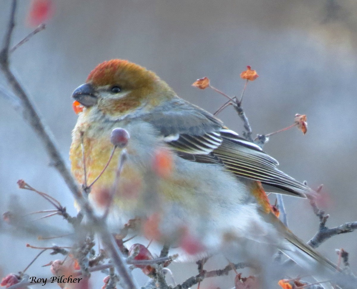 Pine Grosbeak - ML138174411