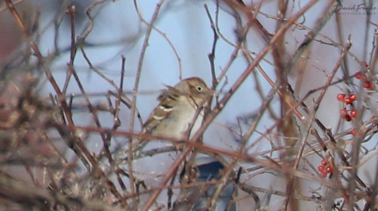 Field Sparrow - ML138175481