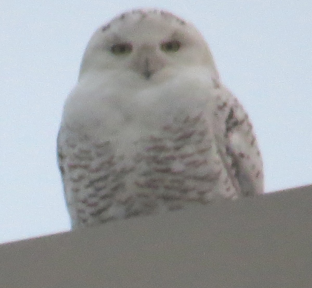 Snowy Owl - ML138176141