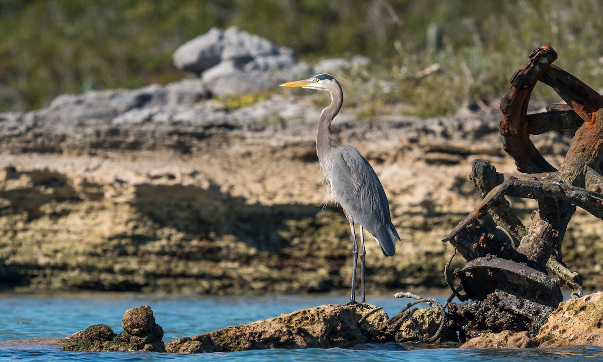 Great Blue Heron - ML138176411