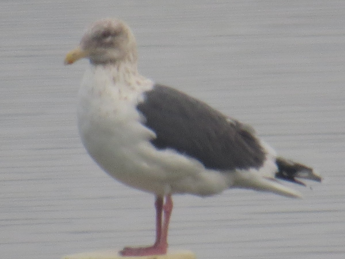 Slaty-backed Gull - ML138176561