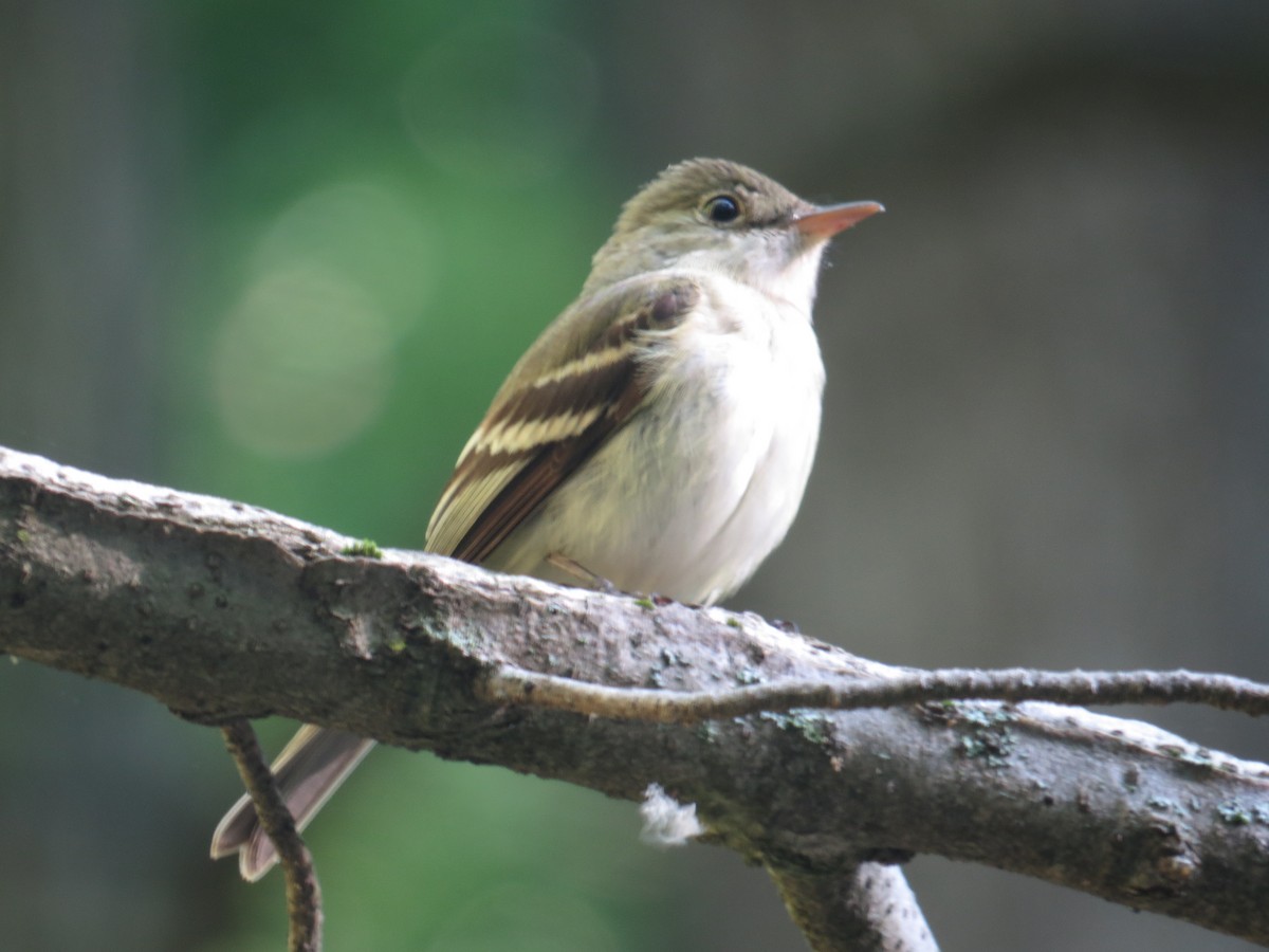 Acadian Flycatcher - ML138178521