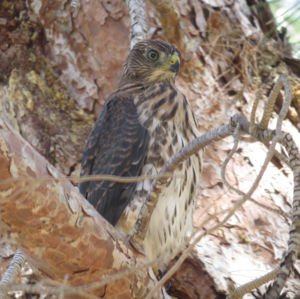 Cooper's Hawk - ML138178791