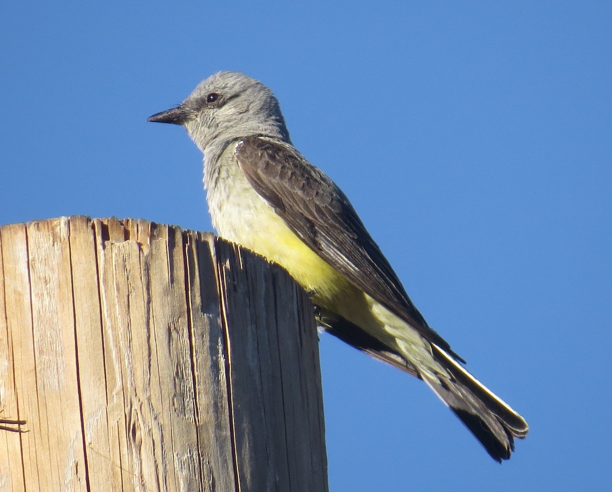 Western Kingbird - ML138179171