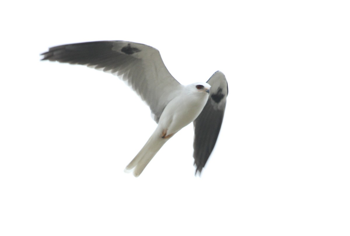 White-tailed Kite - Don Coons