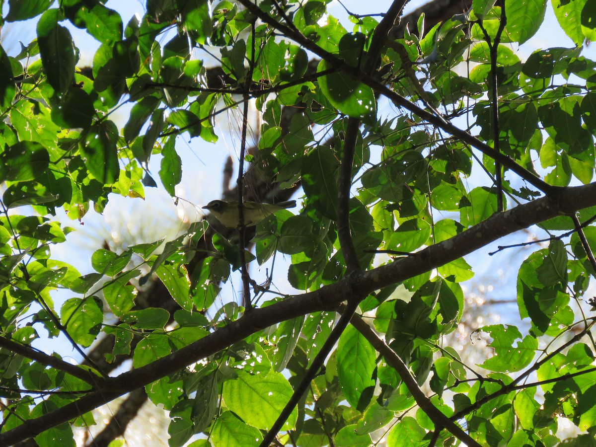 Blue-headed Vireo - ML138181521