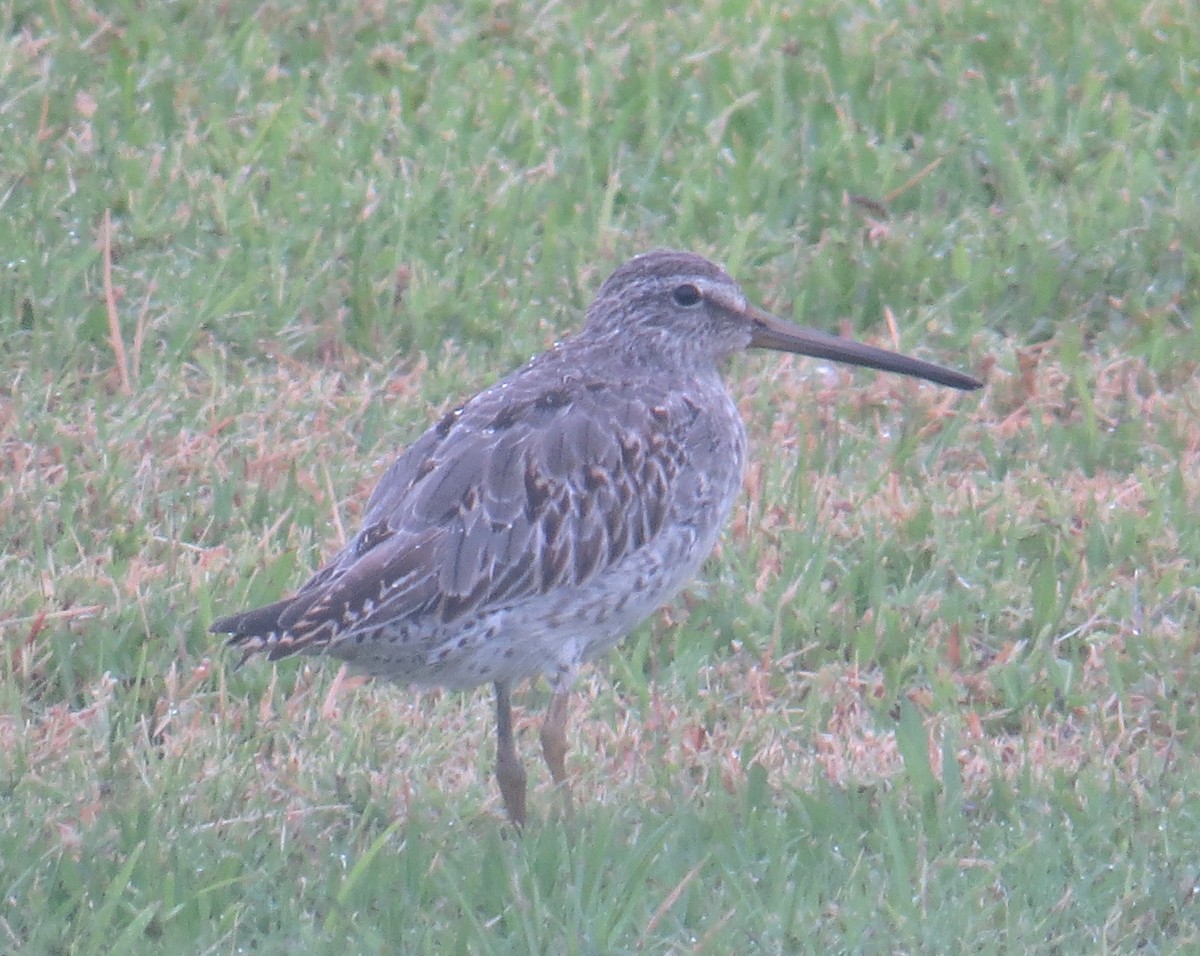 Long-billed Dowitcher - ML138181641