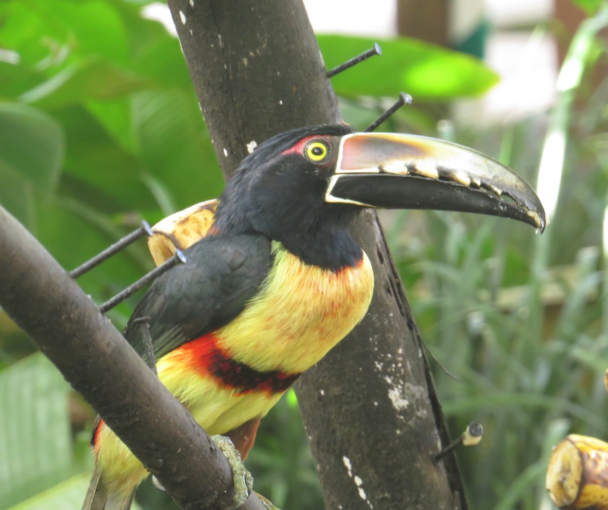 Collared Aracari - Gerry Hawkins