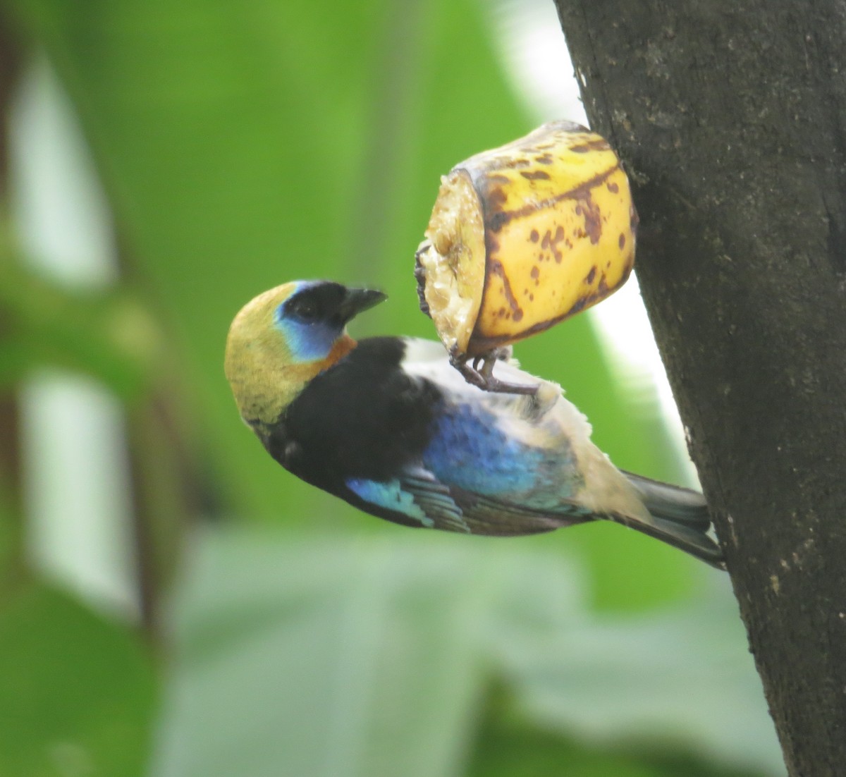 Golden-hooded Tanager - Gerry Hawkins