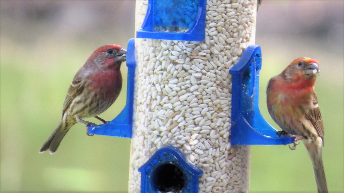 House Finch - ML138183151