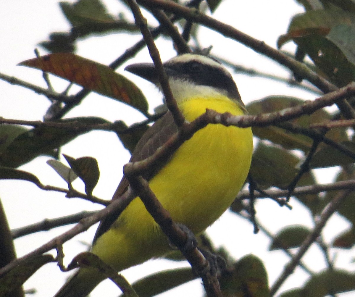 Boat-billed Flycatcher - Gerry Hawkins