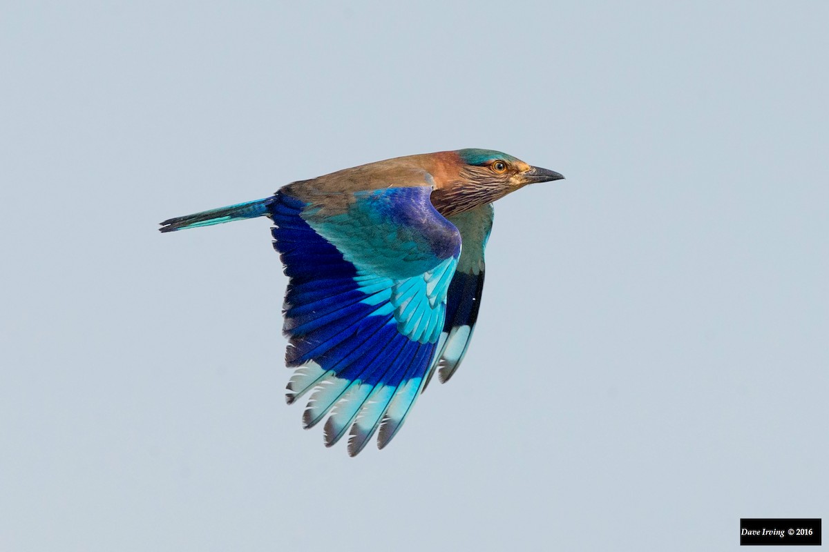 Indian Roller - David Irving