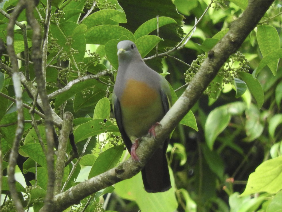 Pink-necked Green-Pigeon - Noam Markus