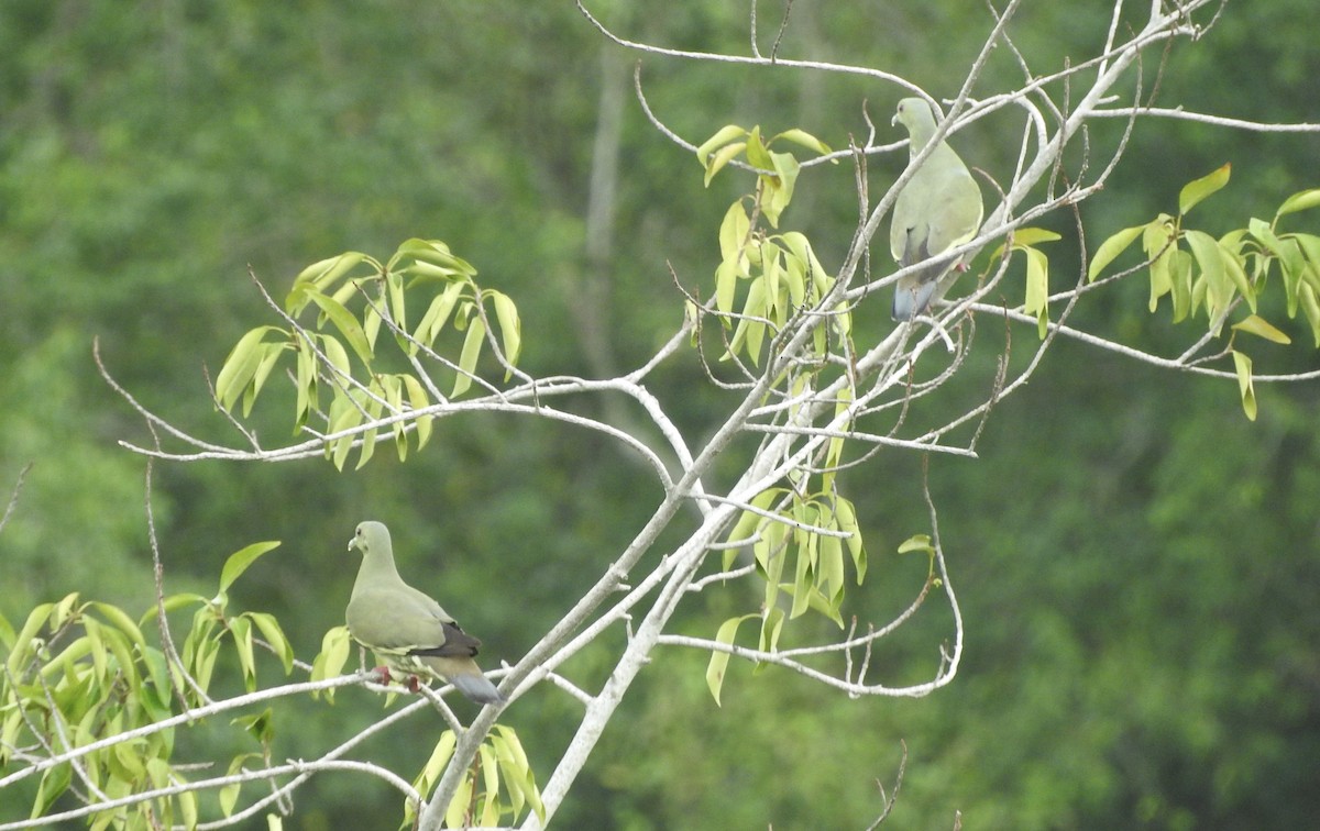 Pink-necked Green-Pigeon - ML138186671