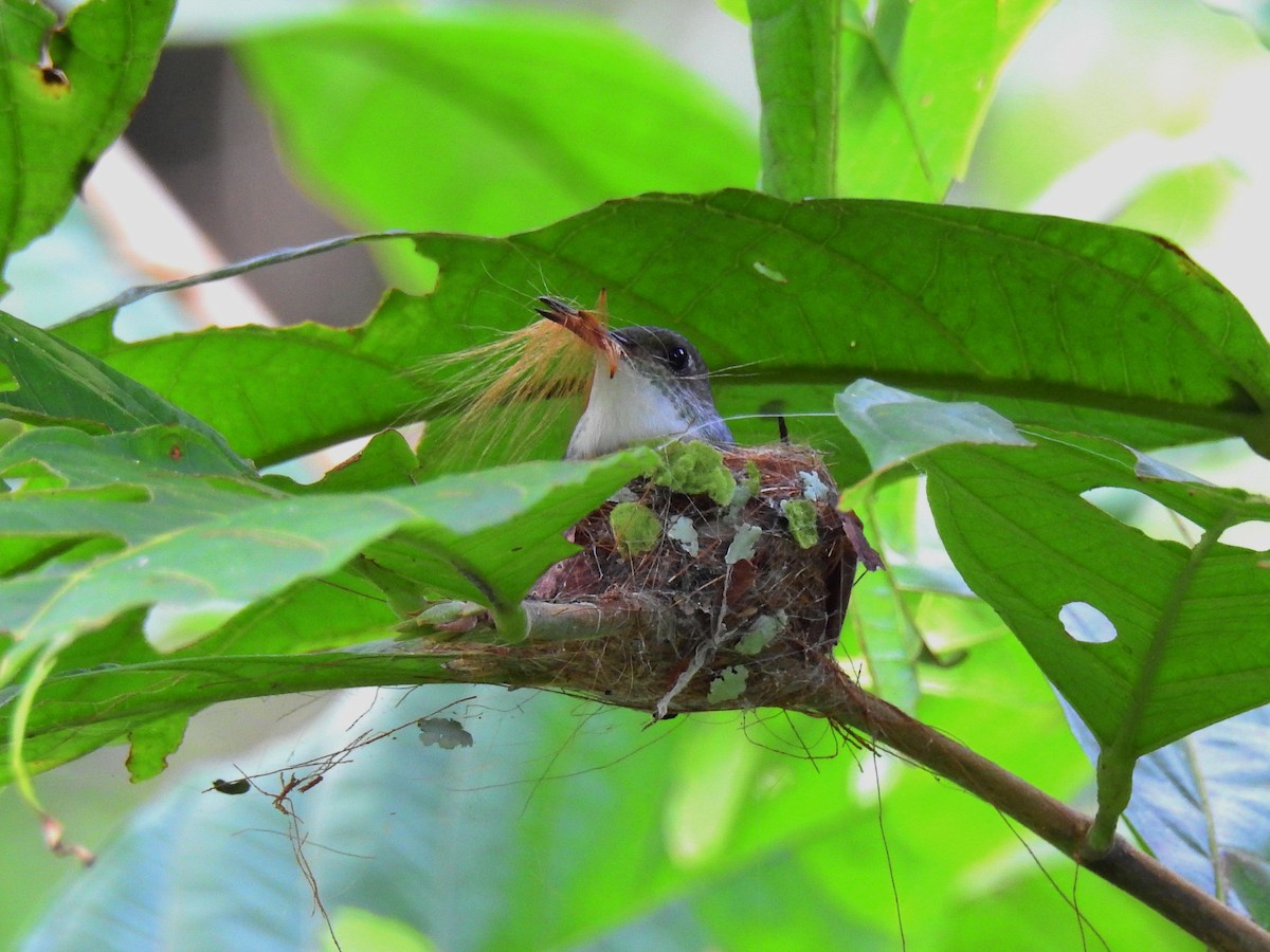 White-bellied Emerald - ML138187701