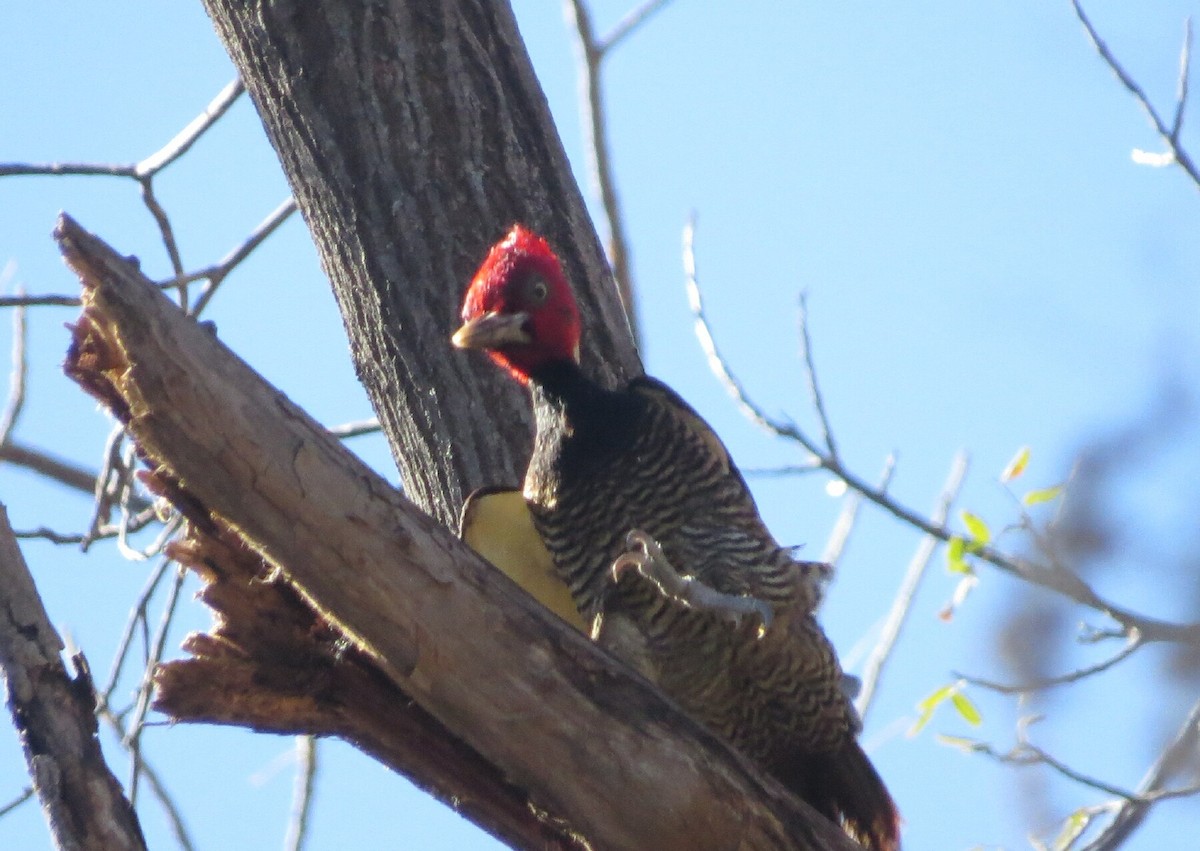 Pale-billed Woodpecker - ML138188121