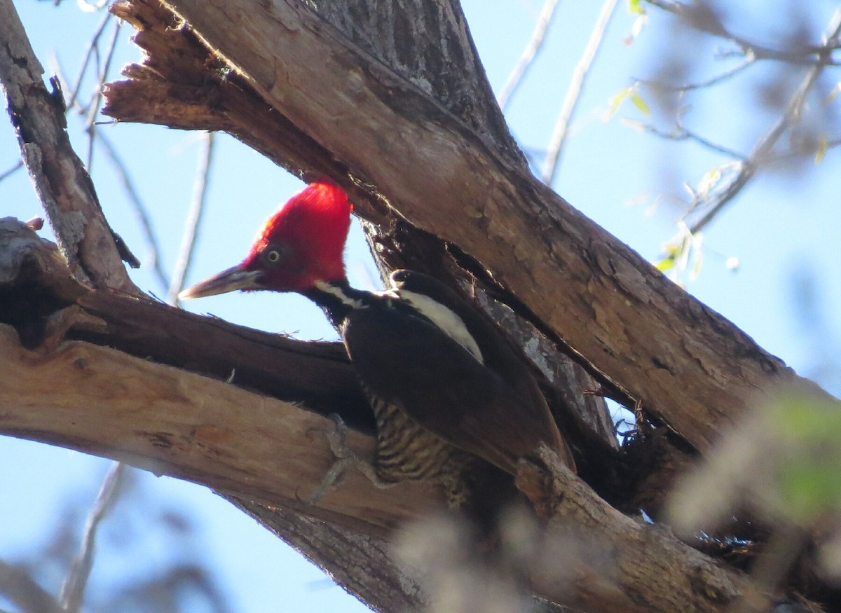 Pale-billed Woodpecker - ML138188221