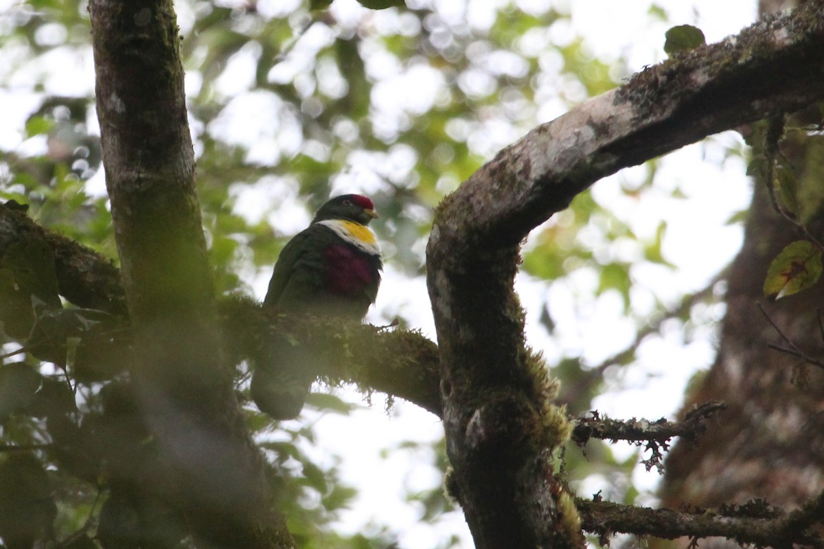 White-breasted Fruit-Dove - ML138188791