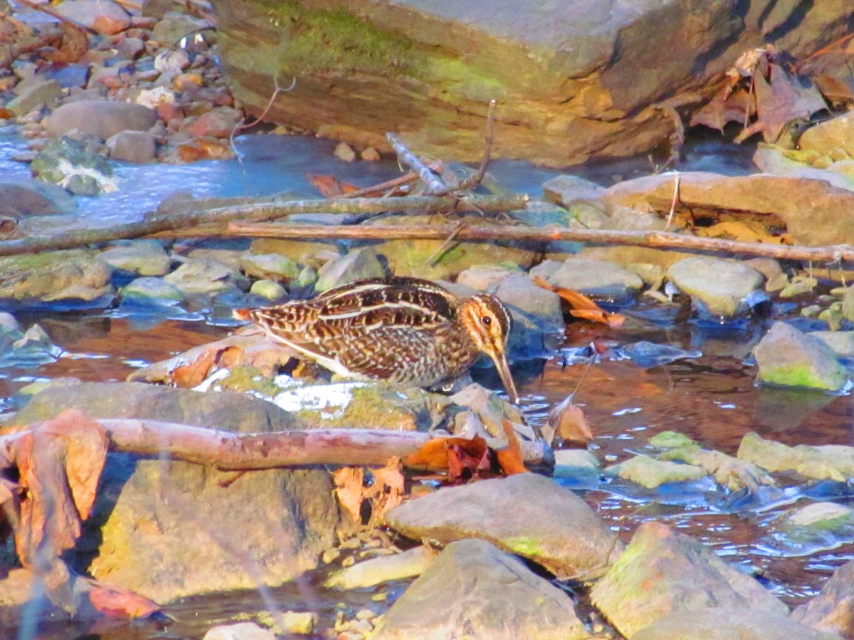 Wilson's Snipe - ML138189451