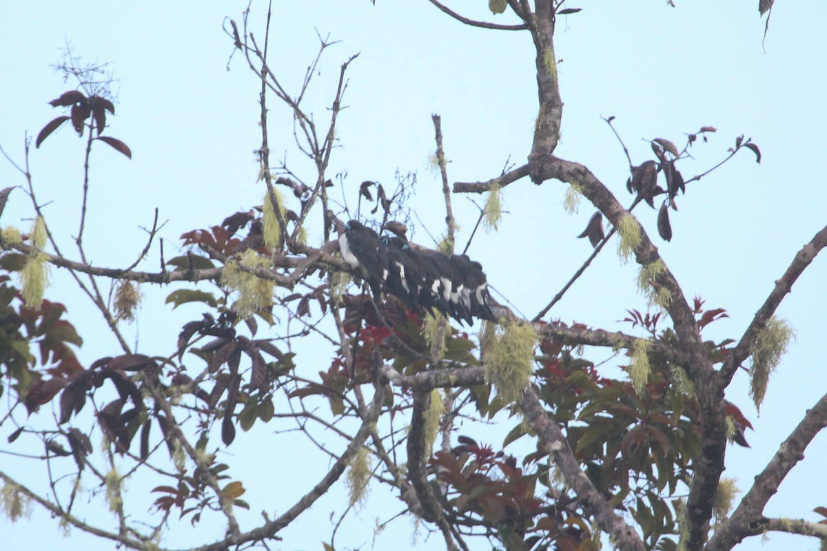 Great Woodswallow - ML138190191