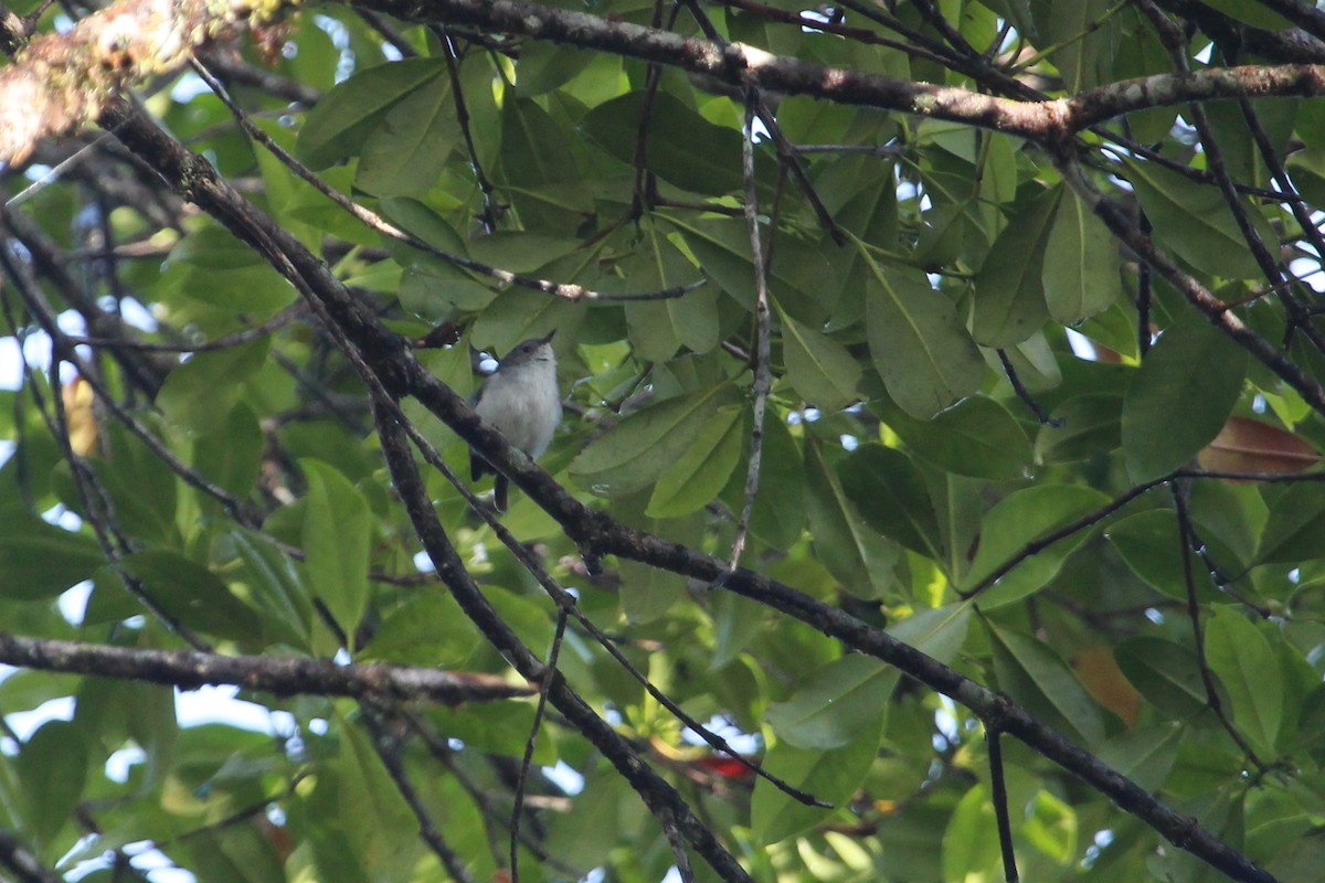 Gray Thornbill - Erik Enbody