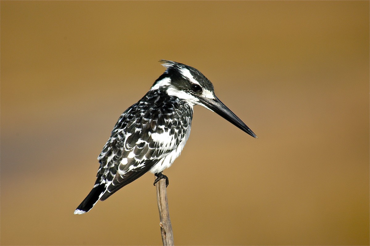 Pied Kingfisher - ML138194931