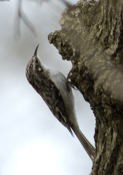 Brown Creeper - ML138195441