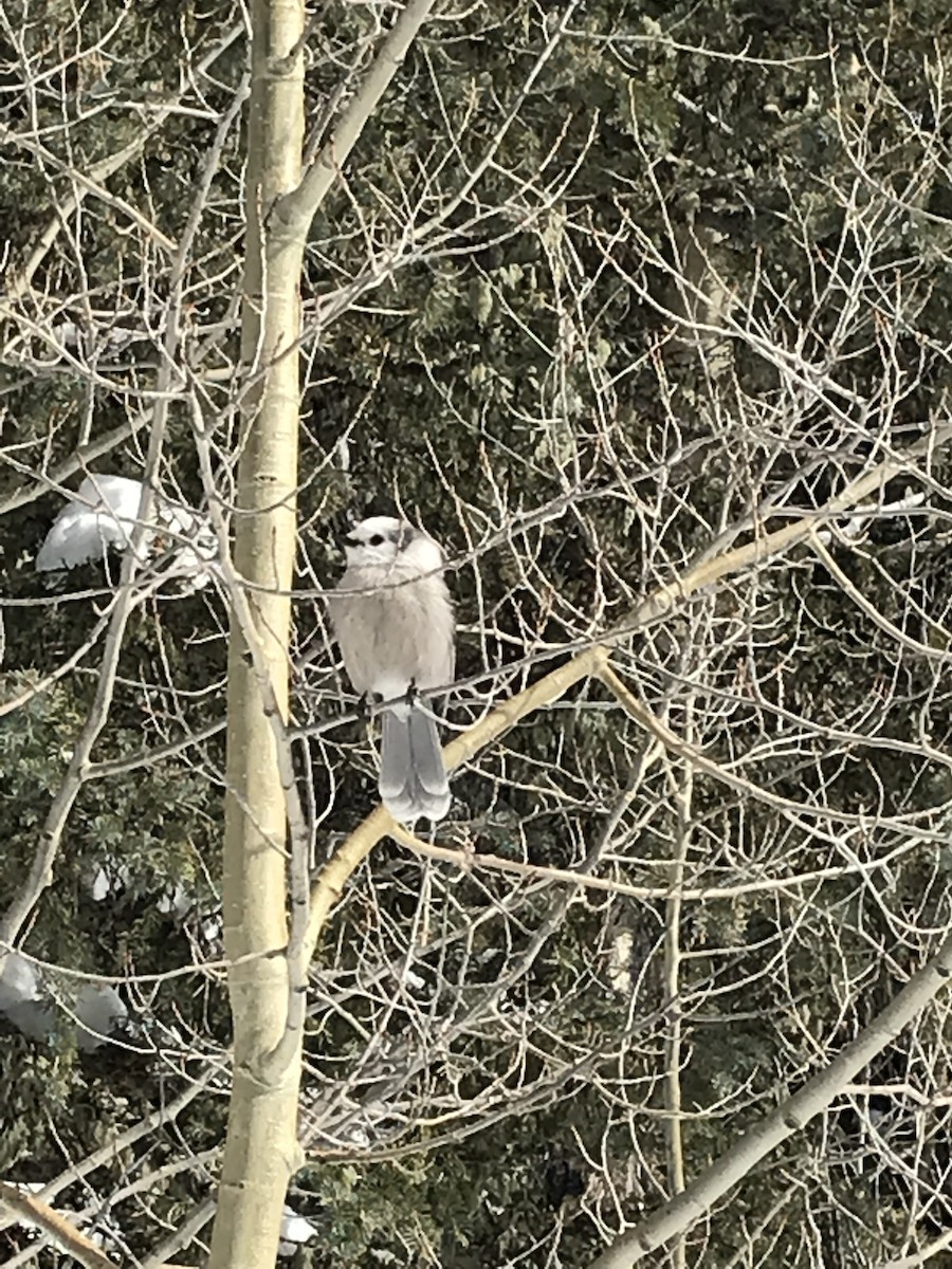 Canada Jay (Rocky Mts.) - ML138196151