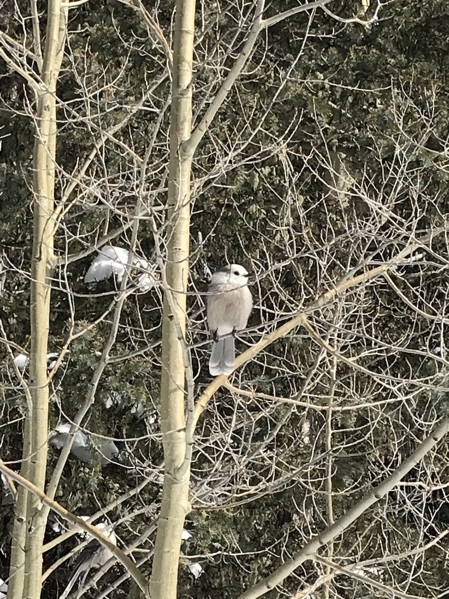 Canada Jay (Rocky Mts.) - ML138196161