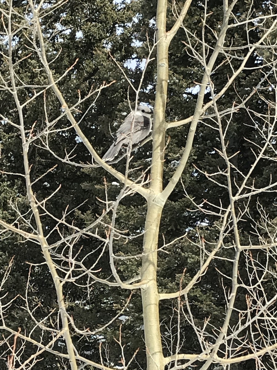 Canada Jay (Rocky Mts.) - ML138196171