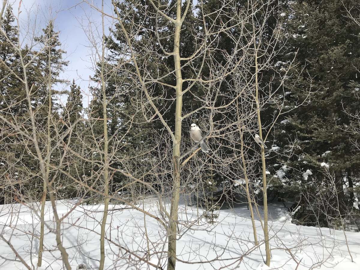 Canada Jay (Rocky Mts.) - ML138196191