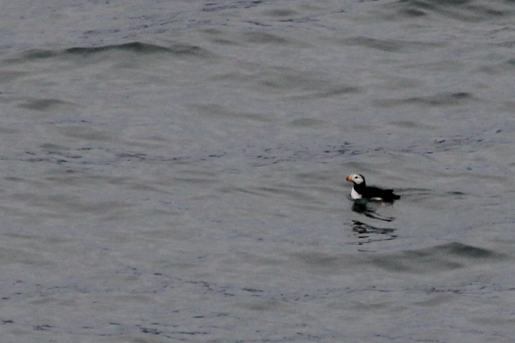Horned Puffin - ML138197611