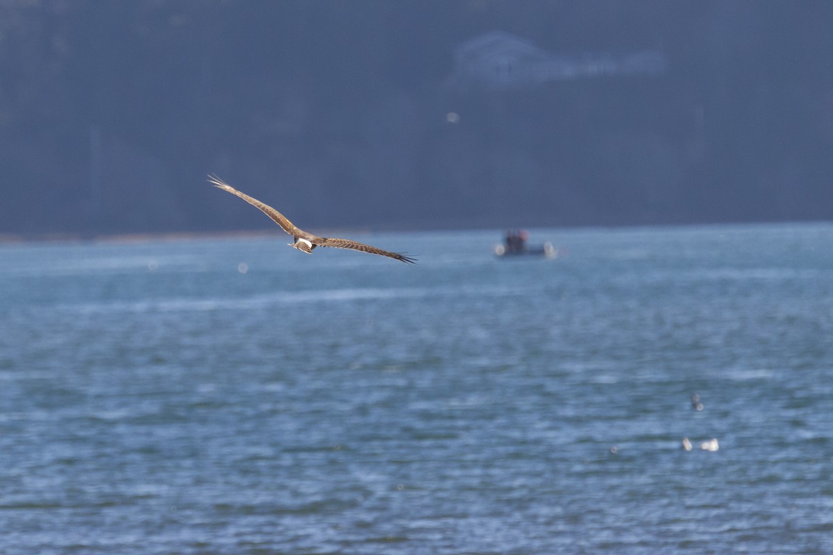 Northern Harrier - ML138197681