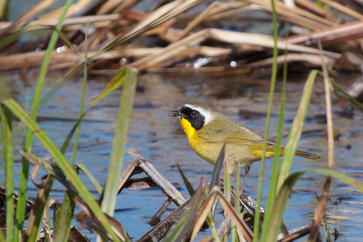 Common Yellowthroat - ML138199371