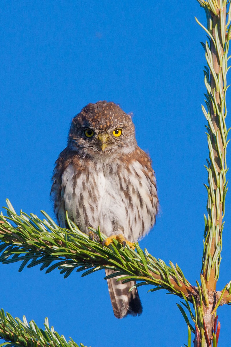 Northern Pygmy-Owl - ML138200771