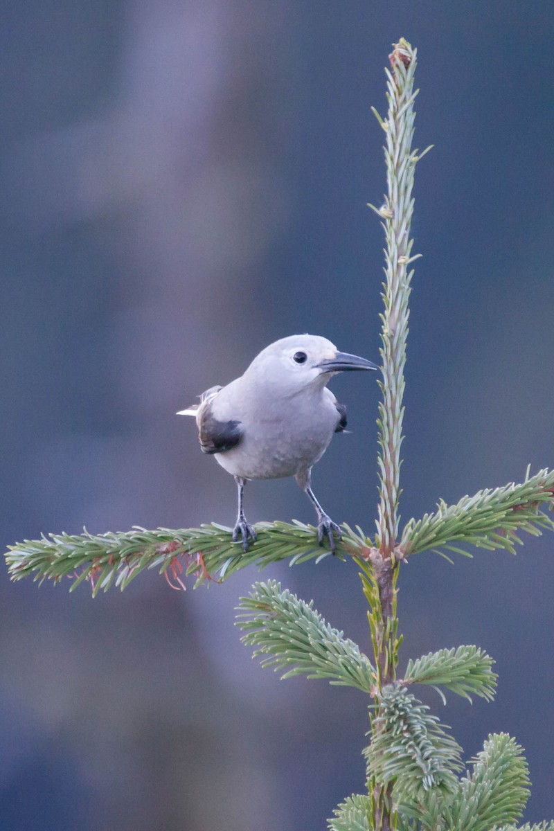 Clark's Nutcracker - ML138200781