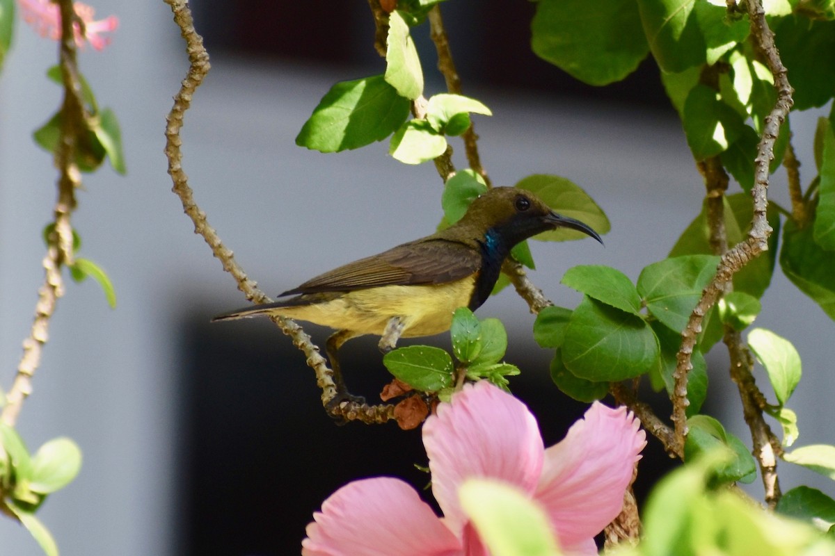 Ornate Sunbird - ML138202611