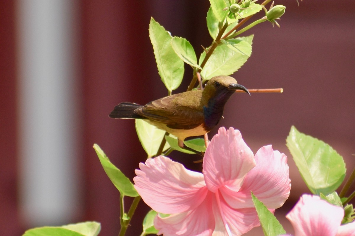 Ornate Sunbird - ML138202631