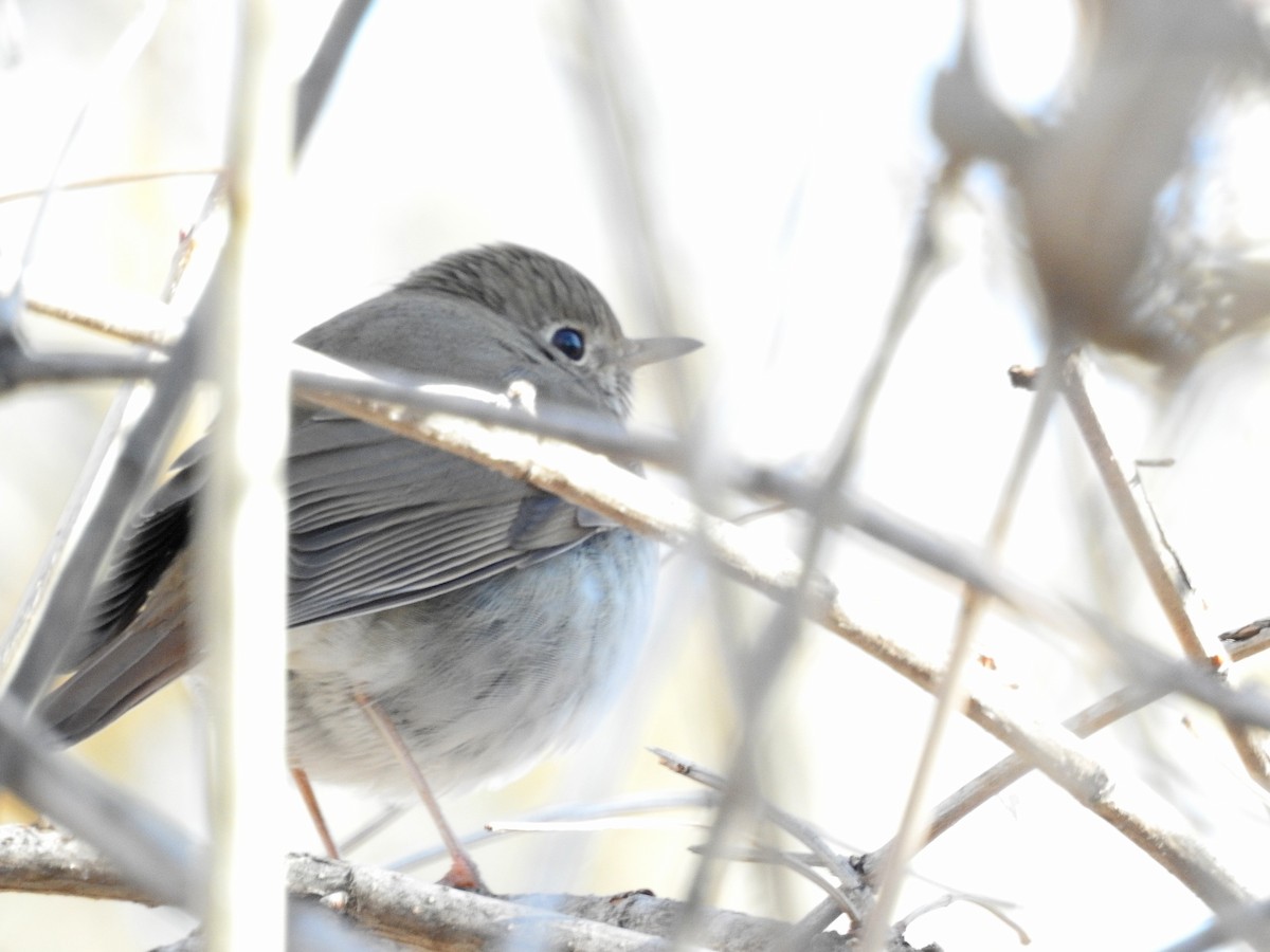 קיכלי חלוד-זנב - ML138207091