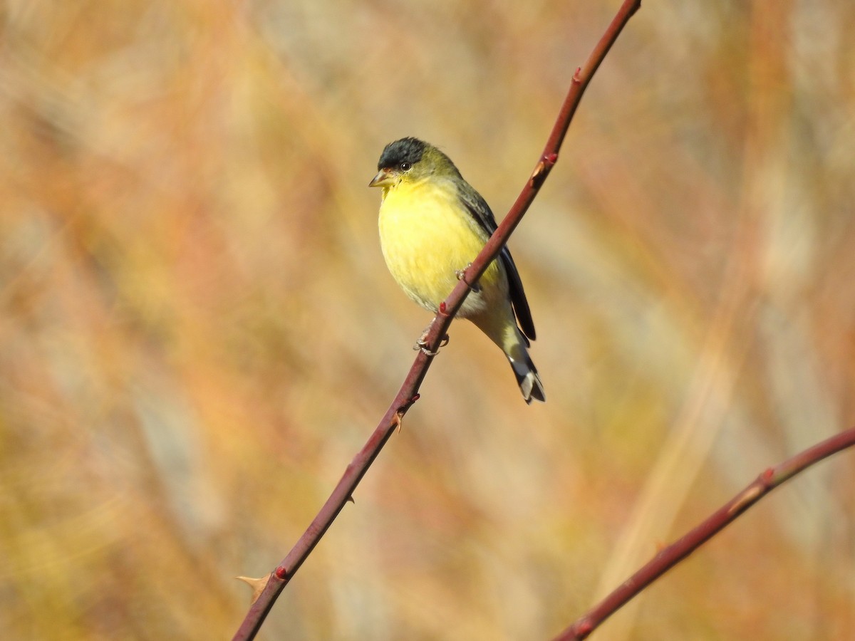 Lesser Goldfinch - Mary Rumple