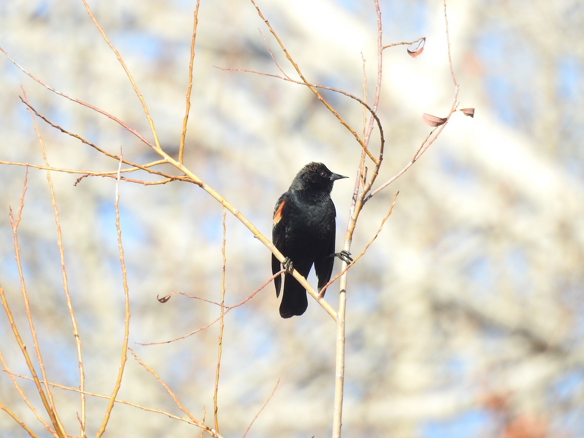 Red-winged Blackbird - Mary Rumple