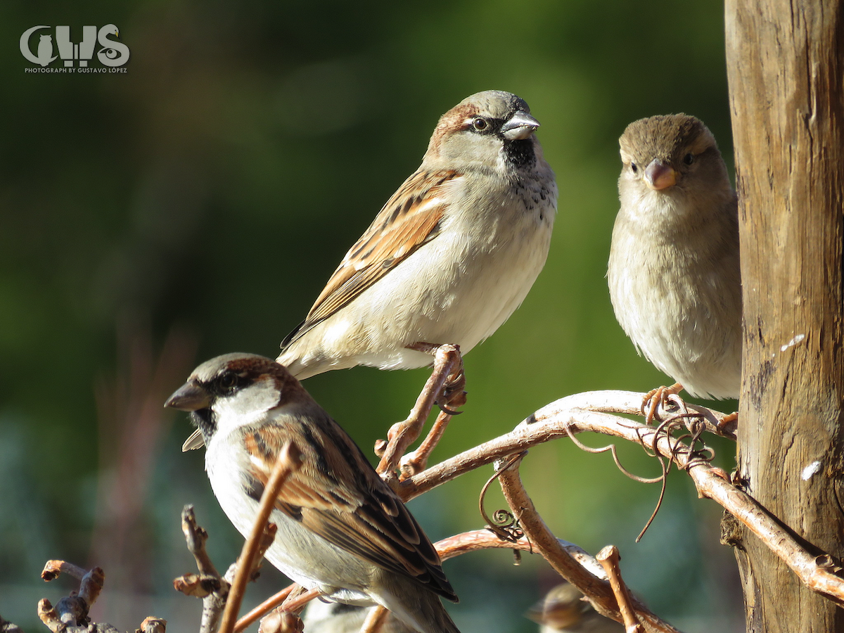 Moineau domestique - ML138210771