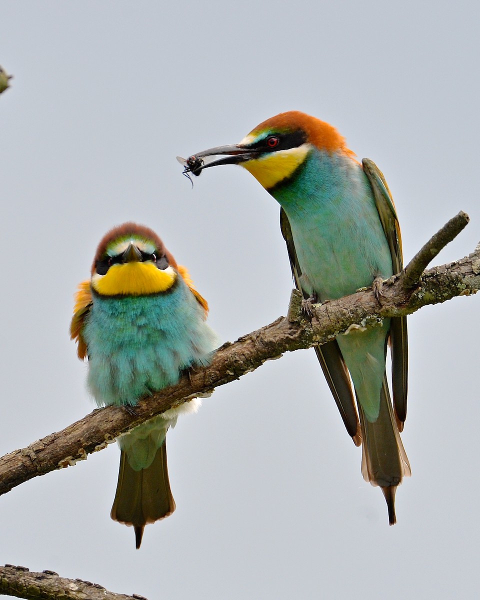 European Bee-eater - ML138211001