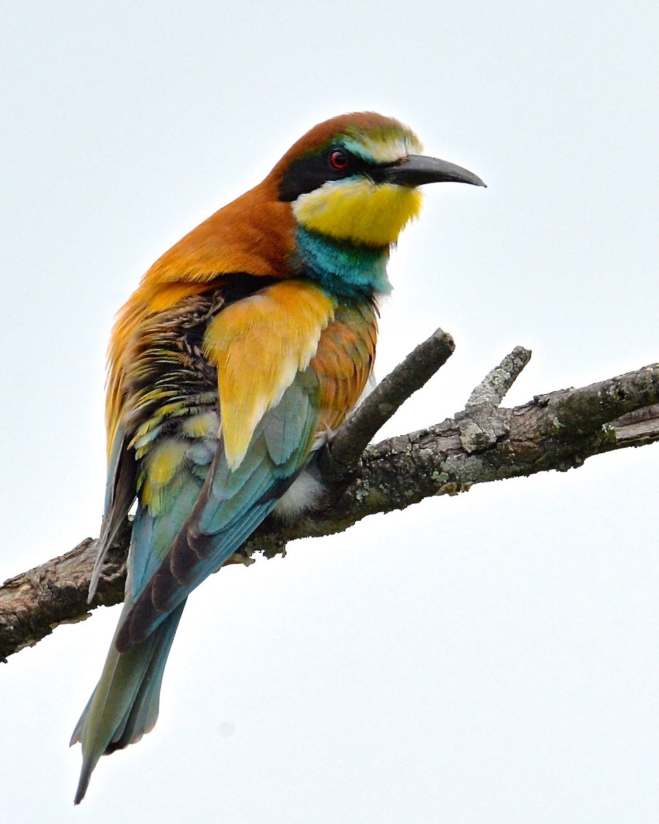 European Bee-eater - ML138211011