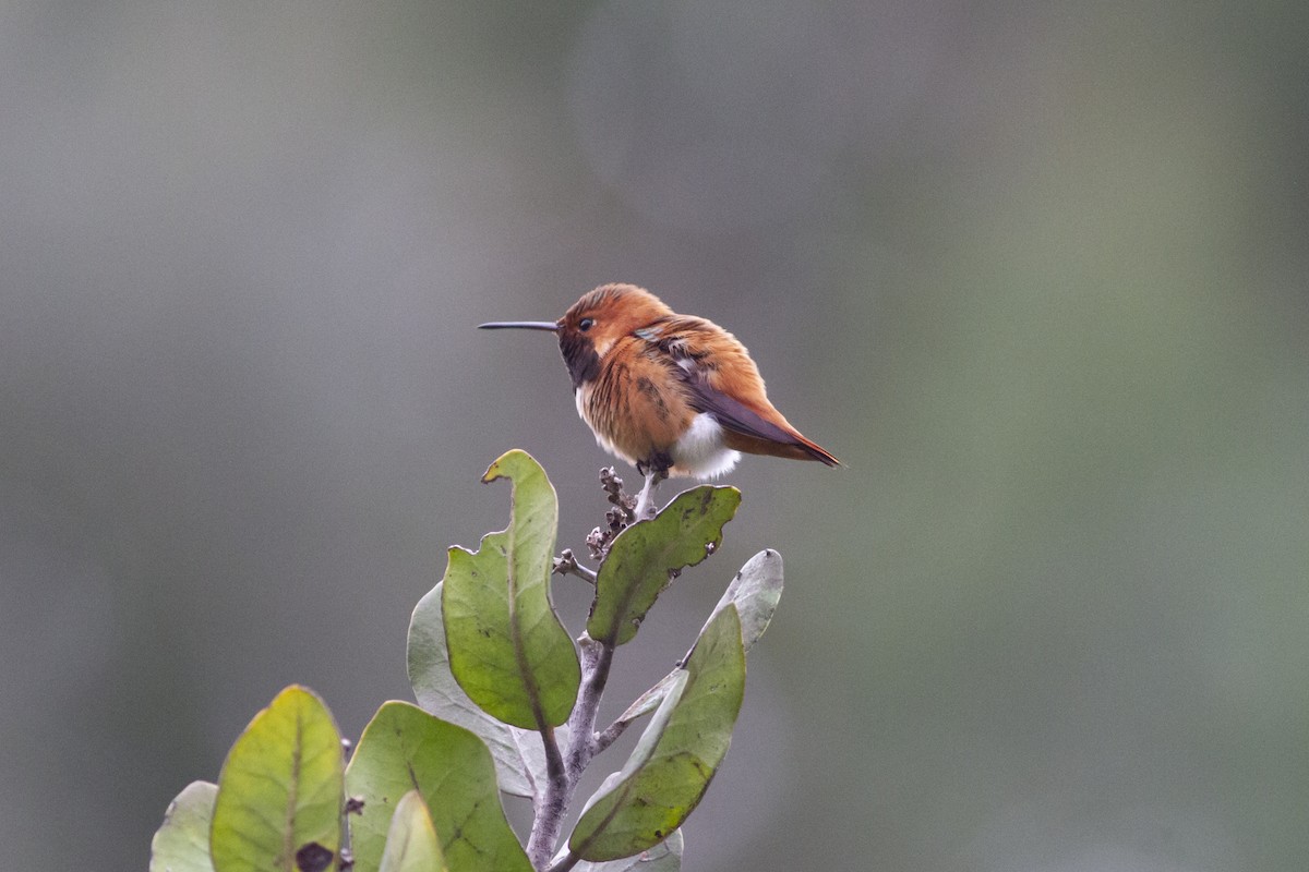 Rufous Hummingbird - Nathan French